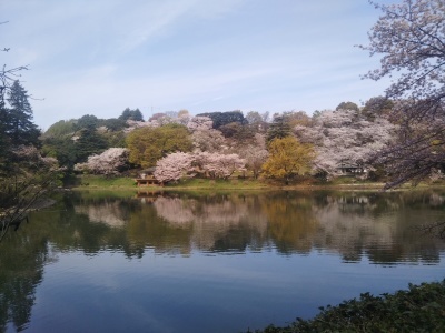 三ツ池公園の桜