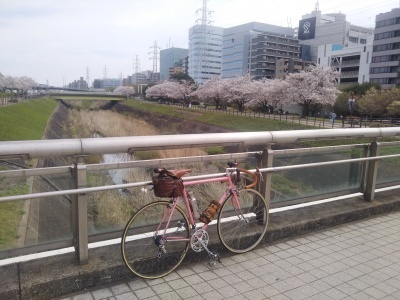 鶴見川の桜