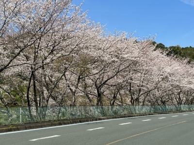 三崎高校周辺の桜並木（2023年3月）