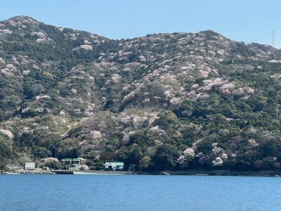 和丸水産対岸の山桜（20230329）