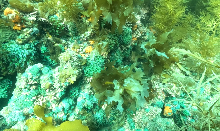 海藻の中のアワサンゴ