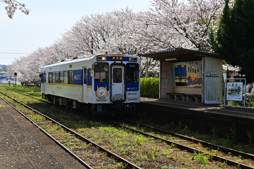 桜紀行2023・蔵宿駅(8)