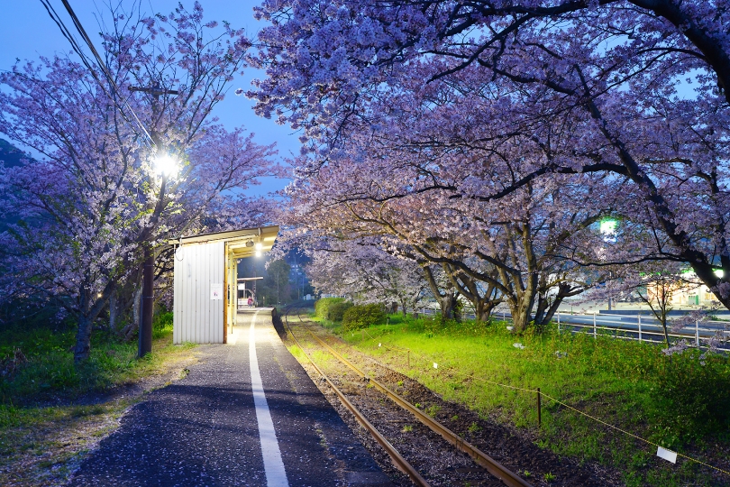 桜紀行2023・浦ノ崎駅(2)
