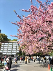 上野公園入口の大寒桜