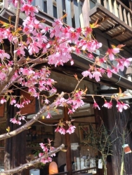 上野桜木あたりのオカメザクラ