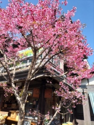 上野桜木あたりのオカメザクラ