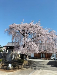 谷中 日照山 長明寺の枝垂れ桜