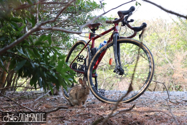 自転車とウサギ