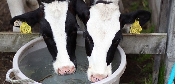 牛を殺せば助成金…政府に振り回される酪農家たち。過去最悪レベルの「牛乳ショック」で毎日生乳廃棄へ＝原彰宏 2023年2月28日