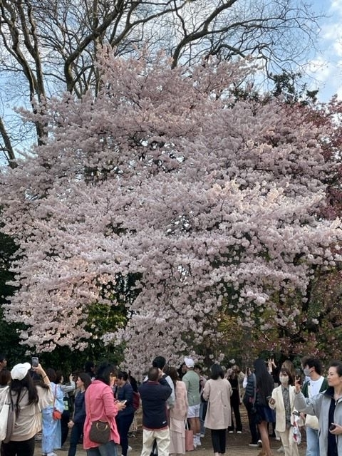 新宿御苑322桜と人々