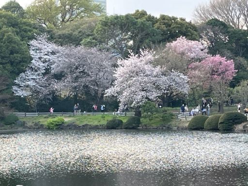 新宿御苑322桜と池