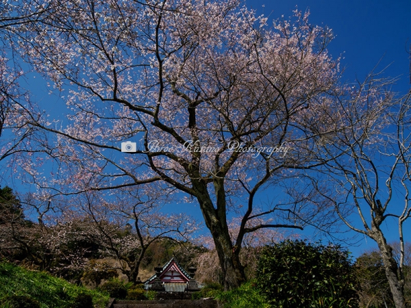 興徳寺の桜　Ｃ