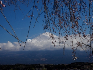 興徳寺の桜　Ｅ