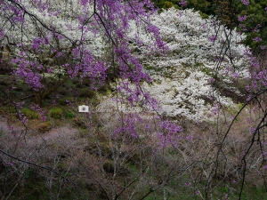 松田町の桜　Ｆ
