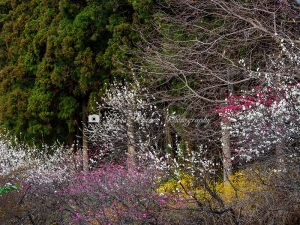 松田町の桜　Ｌ