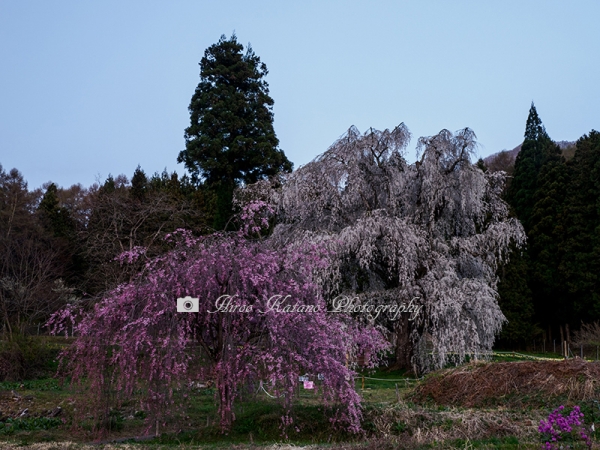 高山村の桜　Ｅ