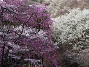 松田町の桜　Ｅ
