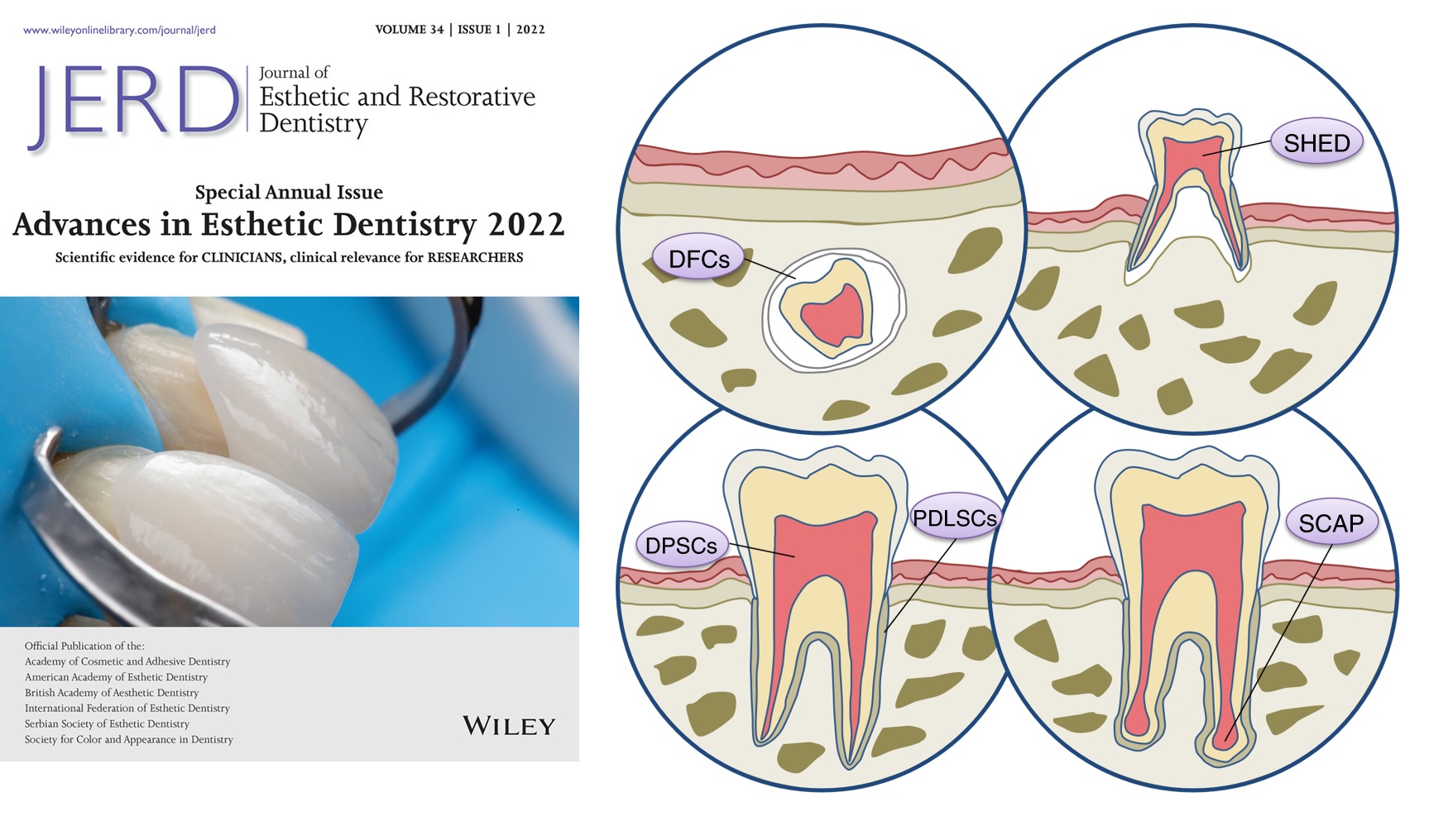 歯の再生医療どこまで2023 (2)