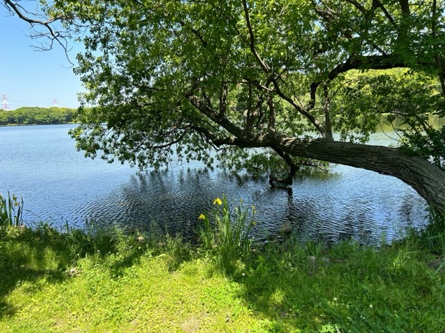 池と木