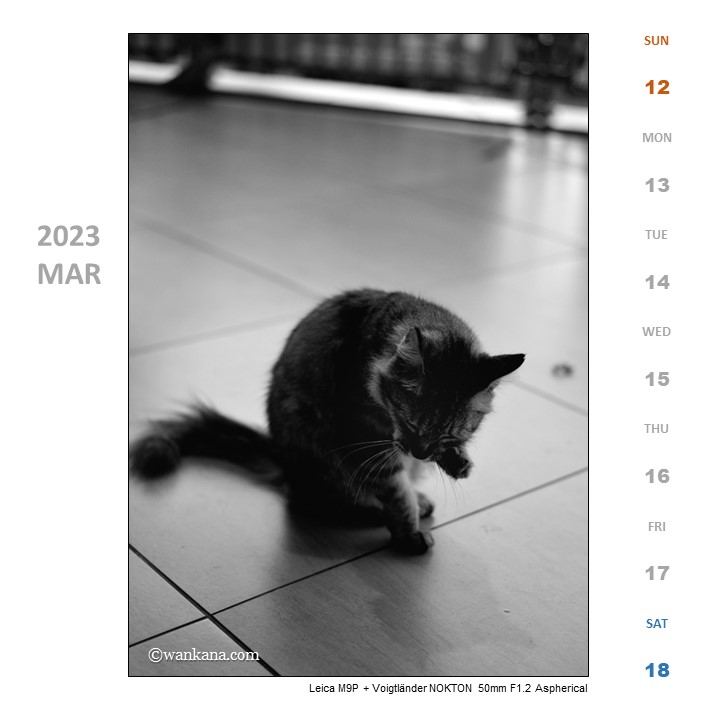お猫様29　クアラルンプール、マレーシア 2022