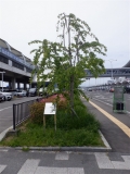 仙台空港鉄道仙台空港駅　桜の木