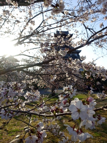 桃山城の桜2303
