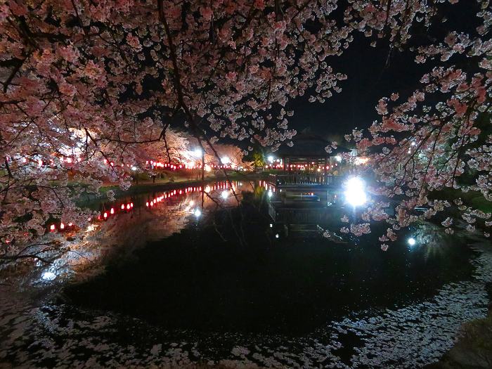 上沼公園の夜桜