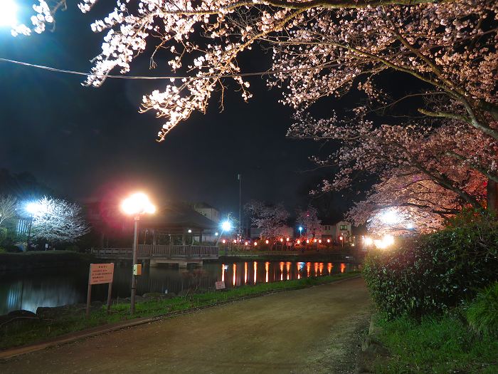 明かりで桜の色が増す