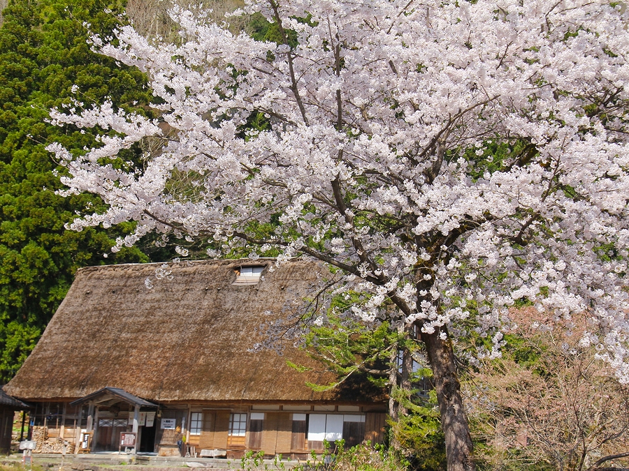 五箇山・相倉合掌造り集落の桜景色／忘れかけていた山里の春の風景