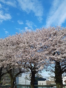 2023桜①