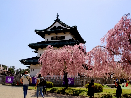 しだれ桜と弘前城