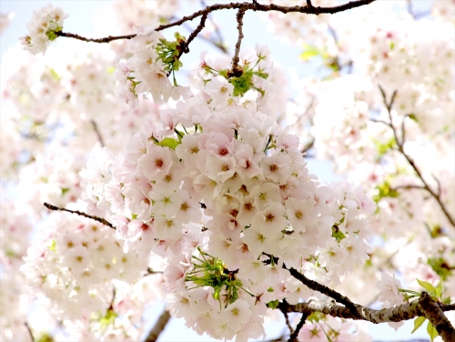 桜の種類がとても多い植物園にて