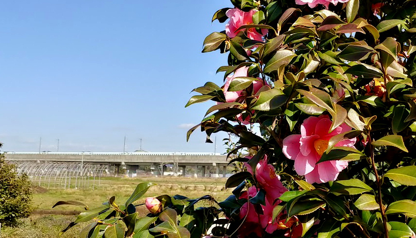 山茶花と新幹線
