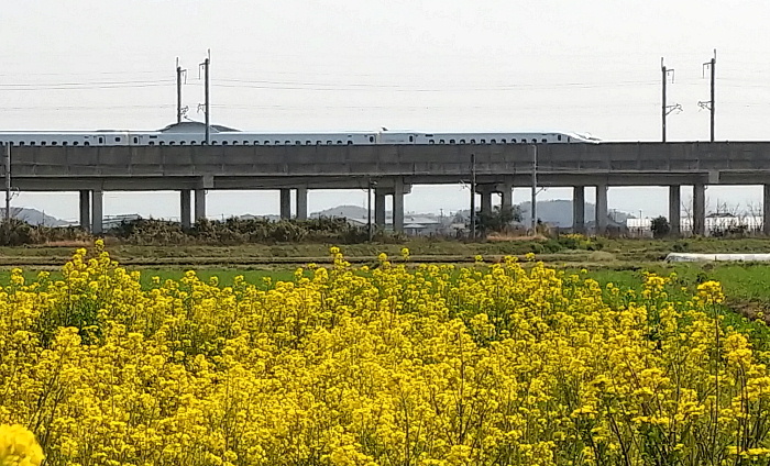 菜の花畑と九州新幹線