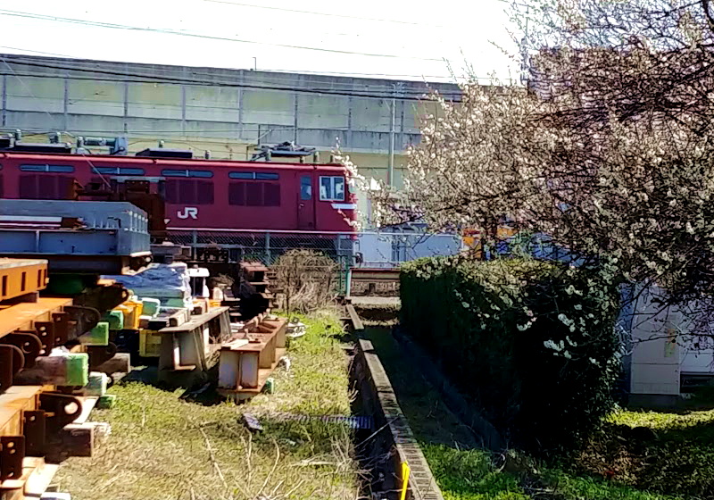 白梅とED76電気機関車