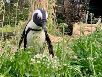 智光山公園こども動物園　ぺんぺん草とペンギン