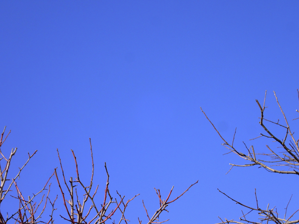 青空プル−ンの木