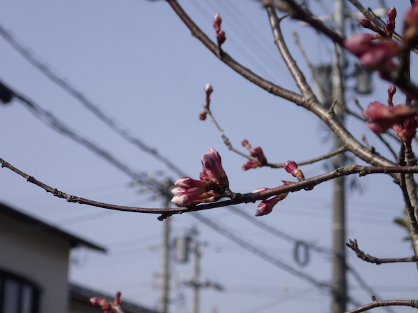 山桜の開花一輪