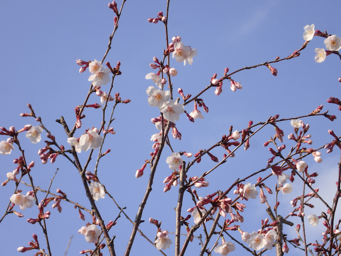 鉢植え桜