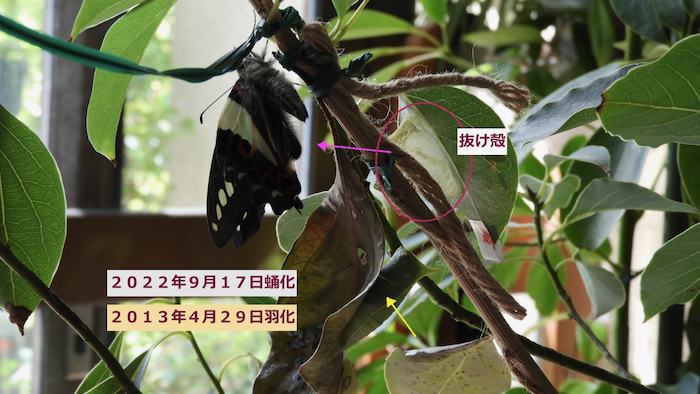 アオスジアゲハ羽化と蛹