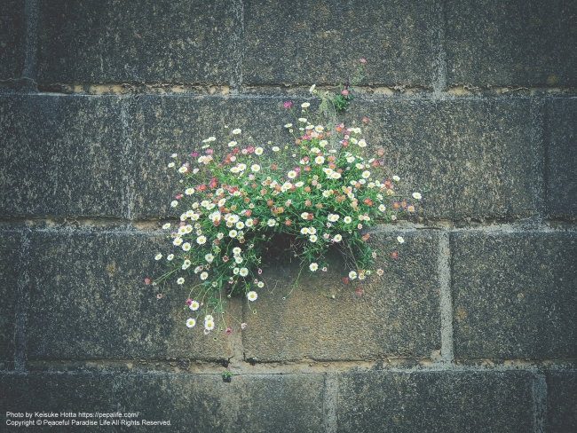 壁に咲く花 (OLYMPUS OM-D E-M5 MarkⅢ 作例)
