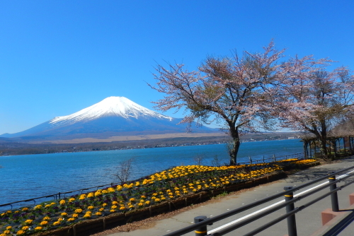 富士山周遊230410 (10)