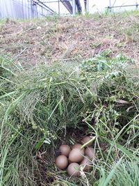 【写真】クラブハウス裏でみつけたキジの巣（中には卵）