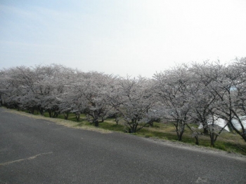 今年の桜満開編１