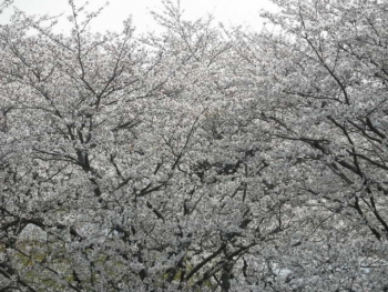 今年の桜満開編３