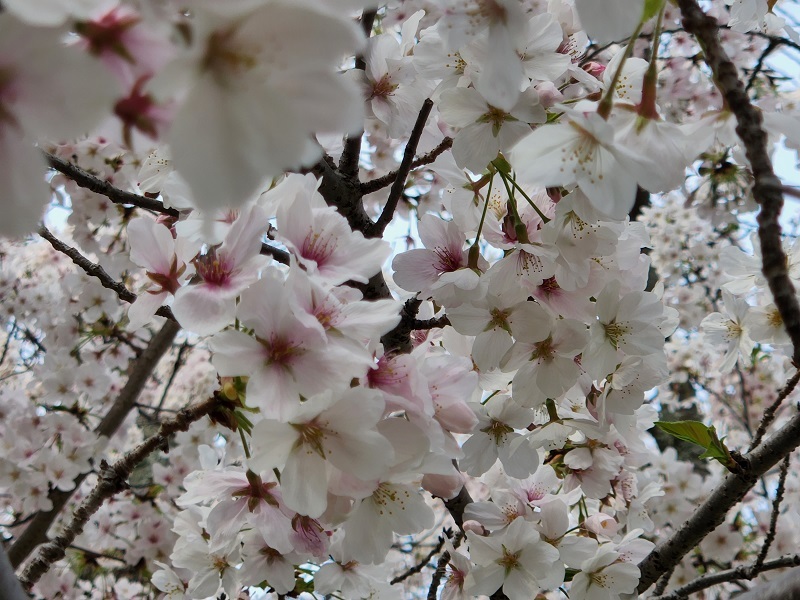 桜の写真①満開の桜🌸🌸
