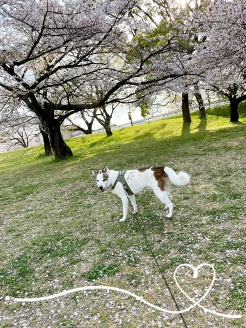 満開の桜の下のお散歩
