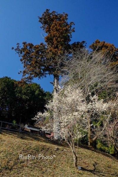 2023年2月小岩井神社大木と白梅