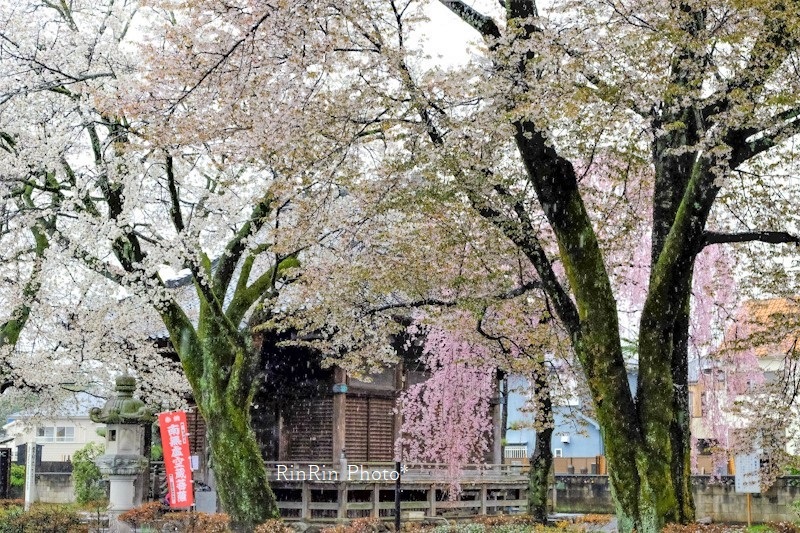 2023年3月川寺・大光寺雨の桜見物