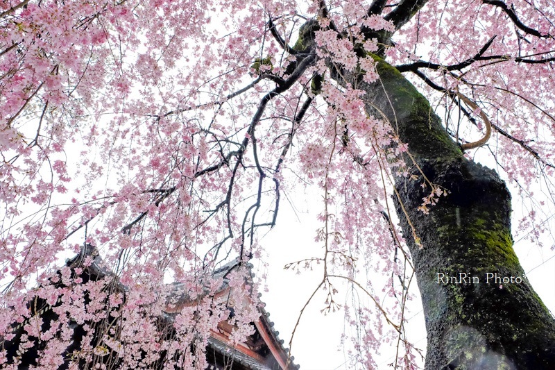 2023年3月川寺・大光寺枝垂れ桜を見上げる